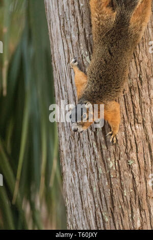 Upside down Southern fox squirrel Sciurus niger perches on a tree in Naples, Florida. Stock Photo