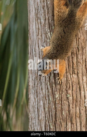 Upside down Southern fox squirrel Sciurus niger perches on a tree in Naples, Florida. Stock Photo