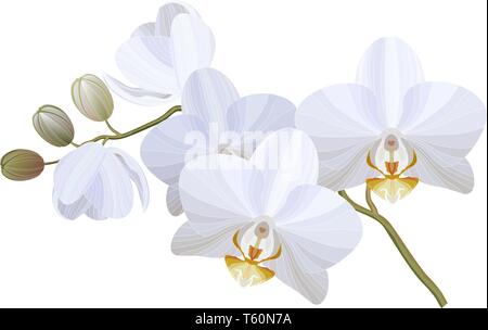 Vector realistic illustration of white orchid flowers on white background Stock Vector