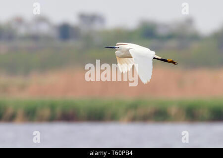 Little Egret in Flight (Egretta garzetta) Small White Heron Stock Photo