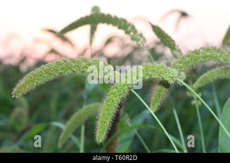 Bast Carex Background In Sunlight Stock Photo