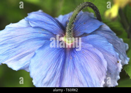 Himalayan blue poppy backside Stock Photo