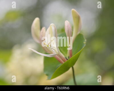Closeup on cream colored honeysucle flower Stock Photo