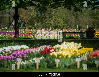 Spring tulip exhibition in Volcji potok Arboretum near Kamnik. Stock Photo