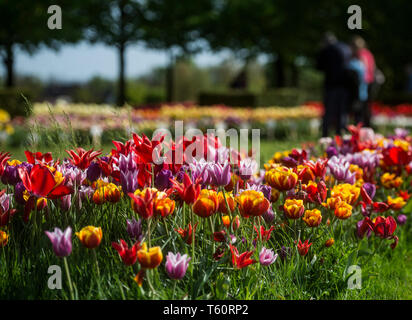 Spring tulip exhibition in Volcji potok Arboretum near Kamnik. Stock Photo