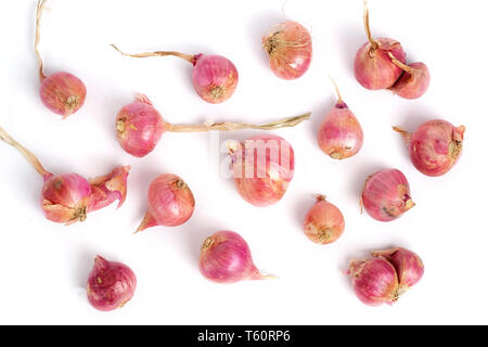 Group of fresh organic shallots Stock Photo