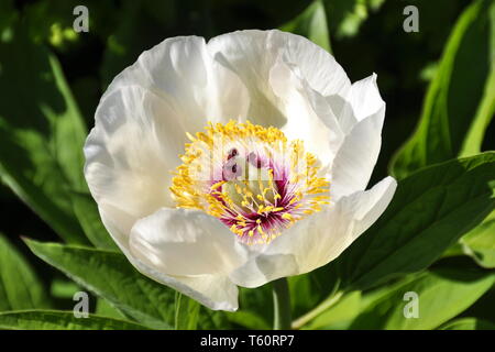 Wittmann's peony with white flower Stock Photo