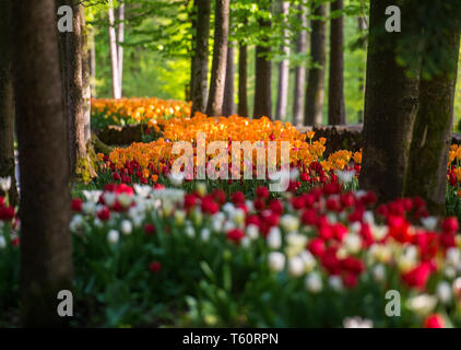 Spring tulip exhibition in Volcji potok Arboretum near Kamnik. Stock Photo