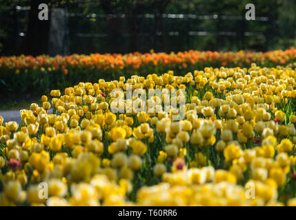 Spring tulip exhibition in Volcji potok Arboretum near Kamnik. Stock Photo