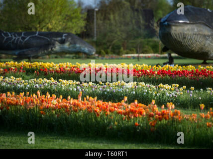 Spring tulip exhibition in Volcji potok Arboretum near Kamnik. Stock Photo