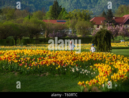 VOLCJI POTOK, SLOVENIA - APRIL 25, 2019: Spring tulip exhibition in Volcji potok Arboretum near Kamnik. Stock Photo