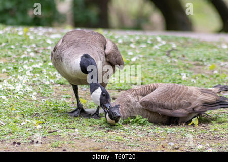 Two fighting male canada gooses fight an aggressive conflict for females in mating season for pairing and territorial fight Stock Photo