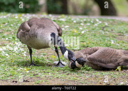 Two fighting male canada gooses fight an aggressive conflict for females in mating season for pairing and territorial fight Stock Photo