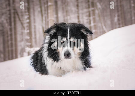 Tricolor border collie is lying on the field in the snow. He is so fluffy dog. Stock Photo