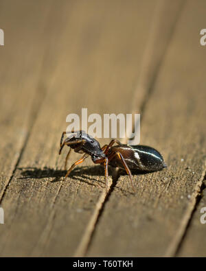 A small male jumping spider (Myrmarachne formicaria) sitting on wood Stock Photo