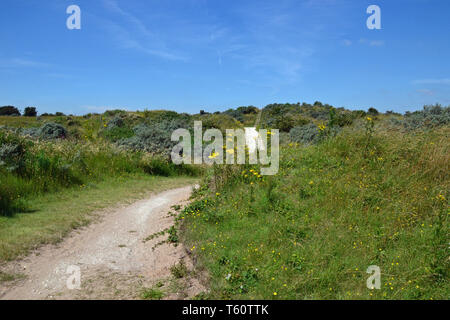 Gibraltar Point National Nature Reserve, managed by Lincolnshire Wildlife Trust. Near Skegness, Lincolnshire, UK Stock Photo