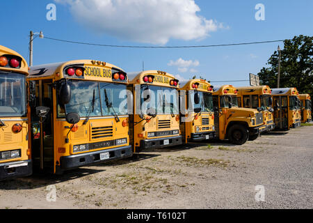 Classic American yellow school buses parked in Brooklyn in New York ...