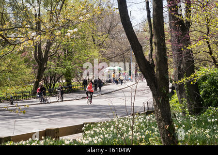 People Riding Bikes in Central Park, NYC, USA Stock Photo