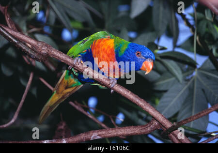 Australia. Queensland. Wildlife. Bird. Rainbow Lorikeet. Trichoglossus moluccanus. Stock Photo