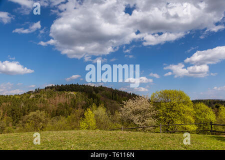 Spring hilly landscape with flowering trees and lush green pastures for horses, Czech-Moravian highlands, Czech Republic Stock Photo