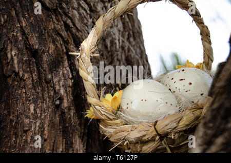 Two quil eggs in basket between tree bark - easter concept Stock Photo