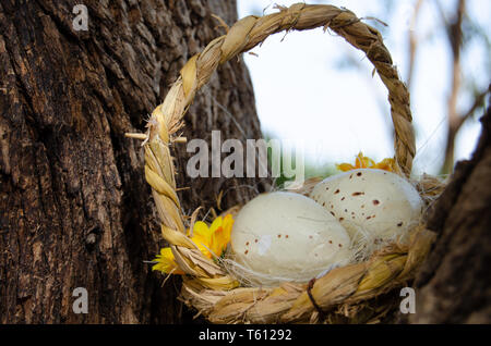Two quil eggs in basket between tree bark - easter concept Stock Photo