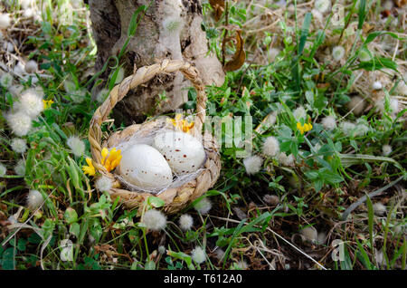 Bastket with two quil eggs in the gras with flowers - easter concept Stock Photo