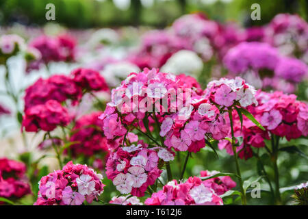 Close-up blooming carnation glory pink flower Dianthus barbatus. Pink and purple flowers. Species of Dianthus barbatus Stock Photo