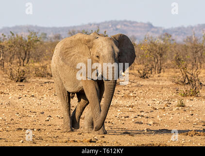 An African Elephant bull walking in Southern African savanna Stock Photo