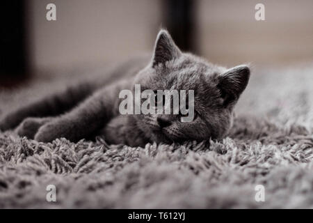 A blue british kitten lying on a carpet. Stock Photo