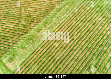 Abstract fragment of vineyard hill side on a wine making farm growing vines in Hunter Valley wine region of NSW, Australia. Aerial top down view to gr Stock Photo