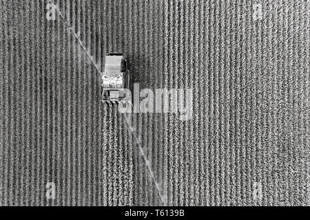 Cotton harvest combine tractor driving on cotton field riping grown cotton raw material in aerial overhead view - black white to contrast white cotton Stock Photo