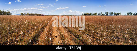 Cotton field in full blossom with white cotton boxes ready to harvest on red soil of australian outback under blue sky - wide agricultural panorama of Stock Photo