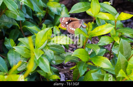 Spotted Black Crow Butterfly laying eggs on a leaf Stock Photo