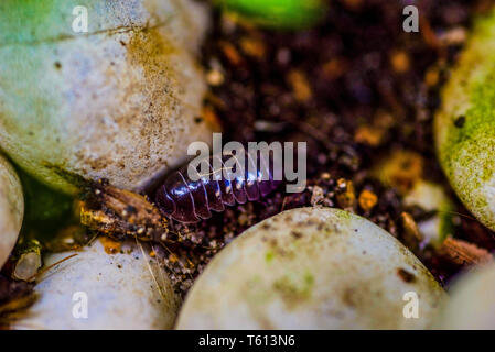 Woodlouse crawling in the garden Stock Photo