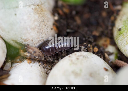 Woodlouse crawling in the garden Stock Photo