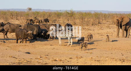 A busy watering hole in Southern African savanna Stock Photo