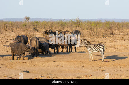 A busy watering hole in Southern African savanna Stock Photo