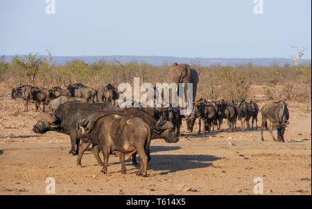 A busy watering hole in Southern African savanna Stock Photo