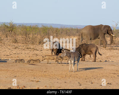 A busy watering hole in Southern African savanna Stock Photo