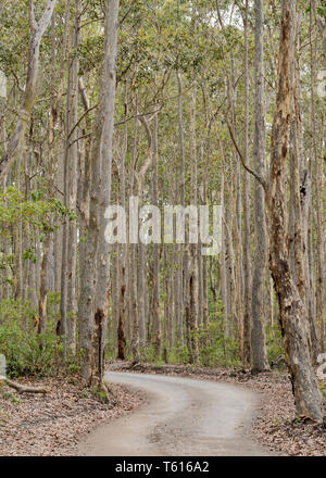 A dirt road or trail though a Eucalyptus Spotted Gum (Corymbia maculata) forest in Bawley Point on the New South Wales south coast of Australia