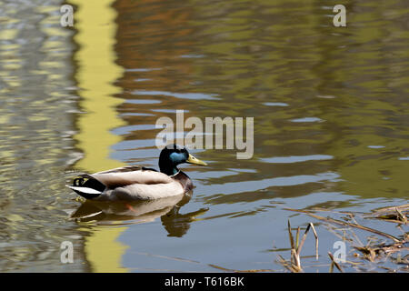 Mallard duck swims in the city pond Stock Photo