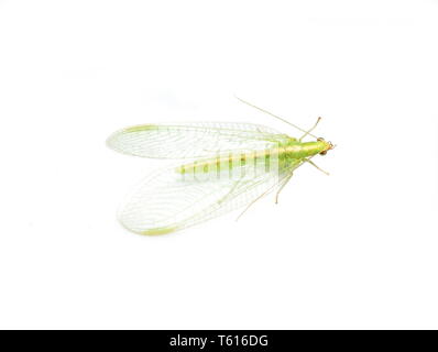 The Wing Of A Common Green Lacewing (Chrysoperla Carnea) With Dewdrops ...