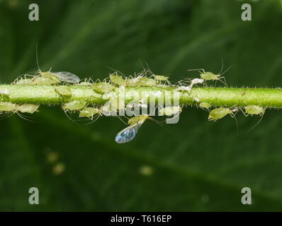 Aphids on a green plant stem one winged individual Stock Photo