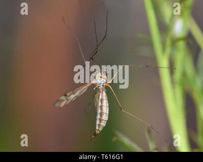 Close-up on True cranefly Tipula paludosa sitting on a green plant Stock Photo