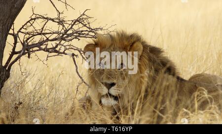 Lion hiding in the grass, Etosha National Park, Namibia