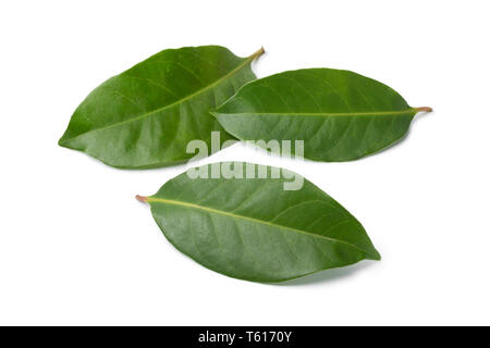 Fresh green Indonesian bay leaves isolated on white background Stock Photo