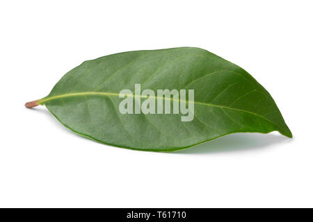 Single fresh green Indonesian bay leaf isolated on white background Stock Photo