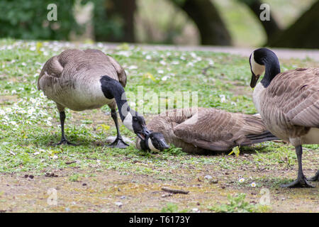 Two fighting male canada gooses fight an aggressive conflict for females in mating season for pairing and territorial fight Stock Photo