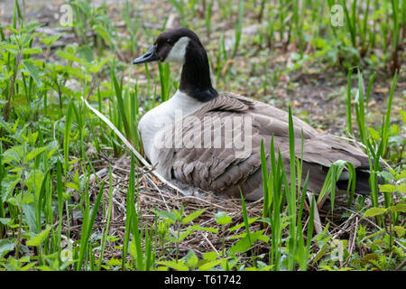 Canada goose breeding and protecting its clutch in spring against other gooses to ensure the eggs to be grown up to little biddies and fledgelings Stock Photo